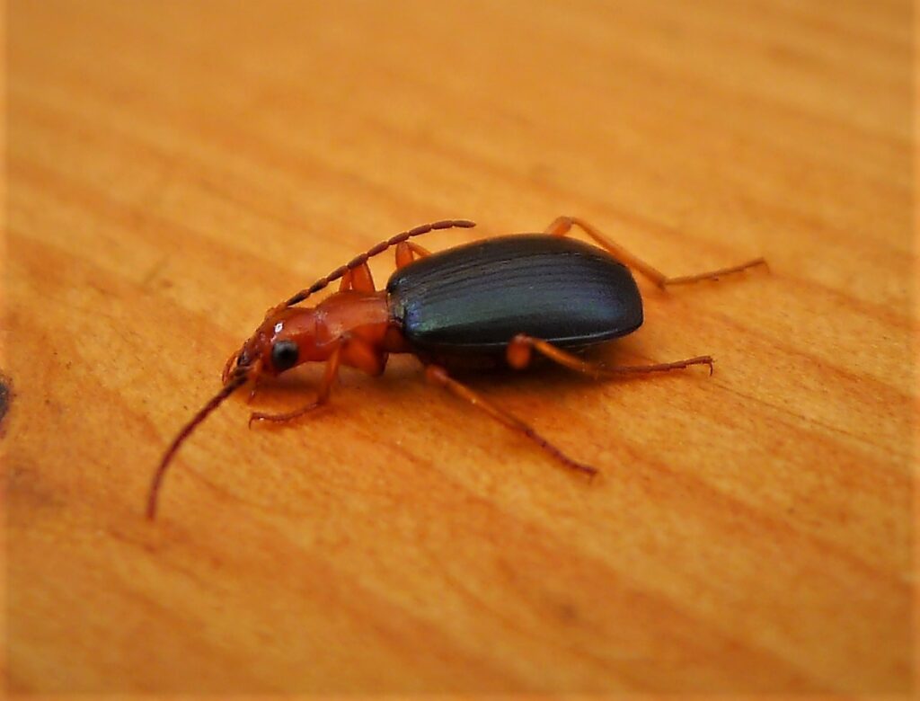 Bombardier beetle (Brachinus crepitans), a remarkable insect known for its explosive chemical defense system and frequently cited in discussions about biological design and complexity.