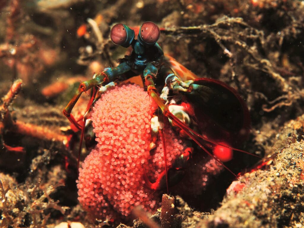Peacock mantis shrimp (Odontodactylus scyllarus) displaying its remarkable eyes and specialized striking appendages on the ocean floor