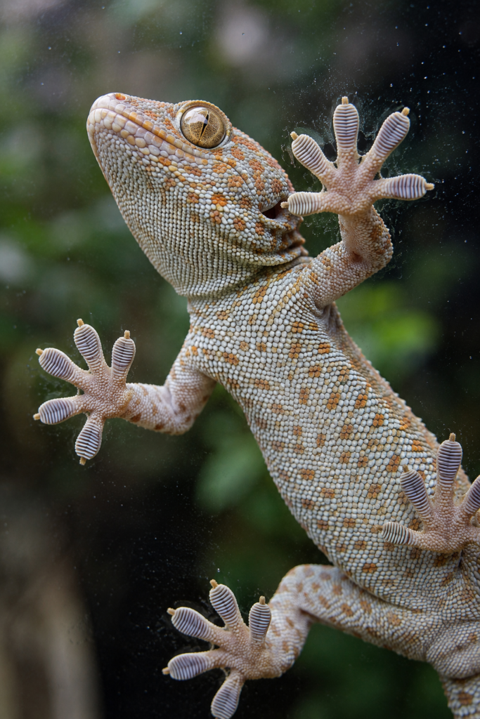 Close-up of a gecko climbing vertically on glass using microscopic adhesive toe pads that inspire biomimicry and advanced engineering.